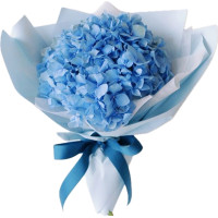 Hydrangea Code-9675