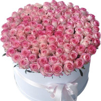 101 rose Jumilia Code-9571
