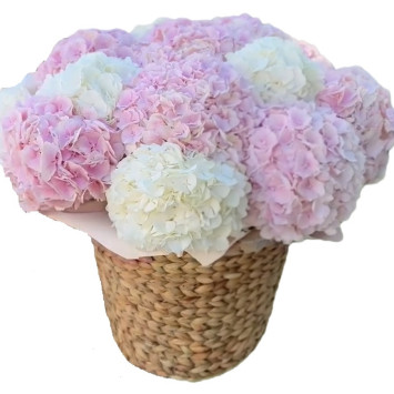 Hydrangea composition Code-9682