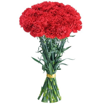 Carnations Code-9683