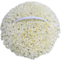 251 white rose Code-9701