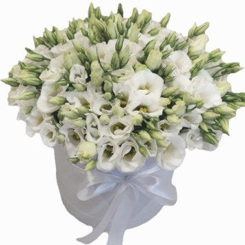 Eustoma in a box Code-9691