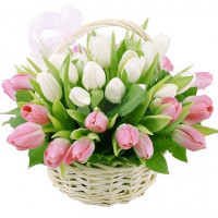 Tulips in a basket Code-9643