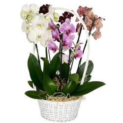 Орхідеї у кошику Код-0715