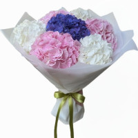 Hydrangeas Code-9685