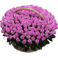 111 roses Aqua Code-9572