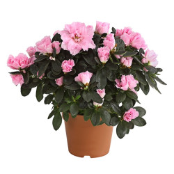 Azalea Code - 0702