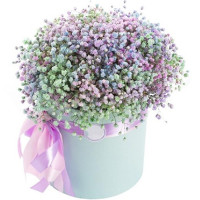 Gypsophila Code-9584