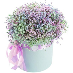 Gypsophila Code-9584