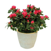 Rhododendron Code -0719