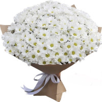 Chamomile Code-9568