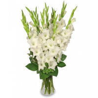 Gladiolus Code-9752