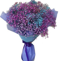 Gypsophila Code - 9573