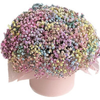 Gypsophila Code-9564