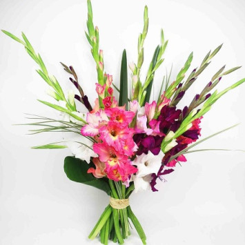 Gladiolus Code-9451