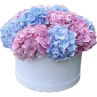Hydrangeas Code-9684