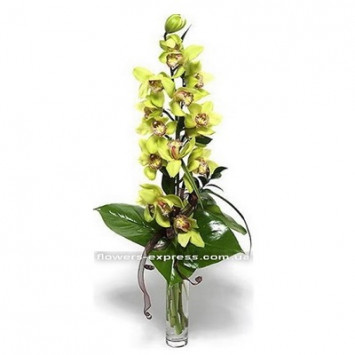 Орхидея Код - 0016