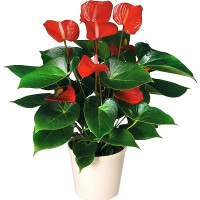 Anthurium Code -0709