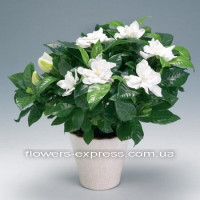 Gardenia Code - 0717