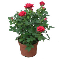 Rose Code -0720