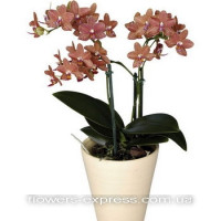 Phalaenopsis terracotta Code -0724