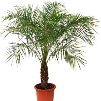 Palm Code-0756