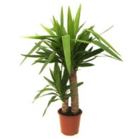 Yucca Code 0758