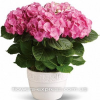 Hydrangea Code - 0763