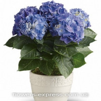 Hydrangea Code - 0764
