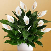 Spathiphyllum Code - 0767