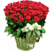 51 rose Freedom Code - 1413