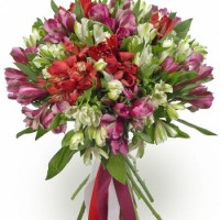 25 Alstroemeria Code - 4369