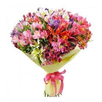 25 Alstroemeria Code - 4550