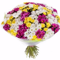 45 хризантем Код - 4370