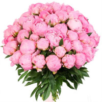 55 peonies Code-8564