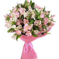 Alstroemeria code-9611