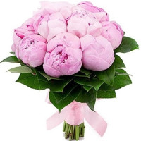 Peonies Code-8566
