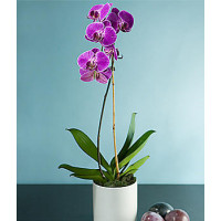 Phalaenopsis Code - 0744