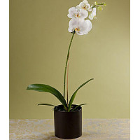 Phalaenopsis Code-0745