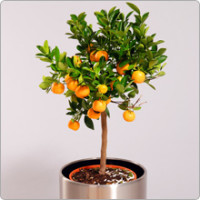 Calamondin Code -0710