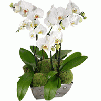 Phalaenopsis in a cache-pot Code -0714