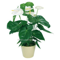 Anthurium Code - 0759