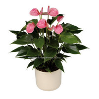 Anthurium Code - 0761