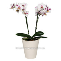 Phalaenopsis Dalmatian Code - 0726