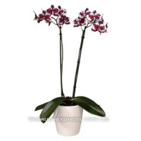 Phalaenopsis Dalmatian Code - 0727