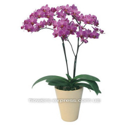 Phalaenopsis Code - 0729