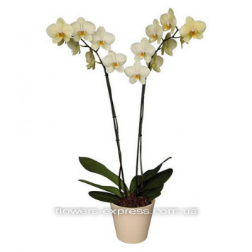 Phalaenopsis Code - 0730
