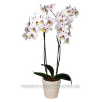Phalaenopsis Code - 0740