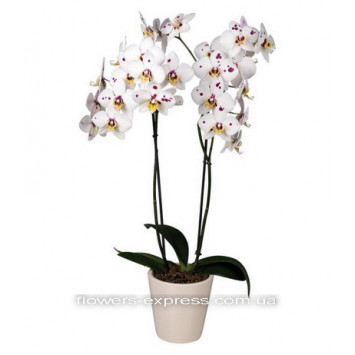 Phalaenopsis Code - 0740