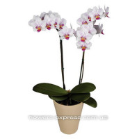 Phalaenopsis Code - 0741